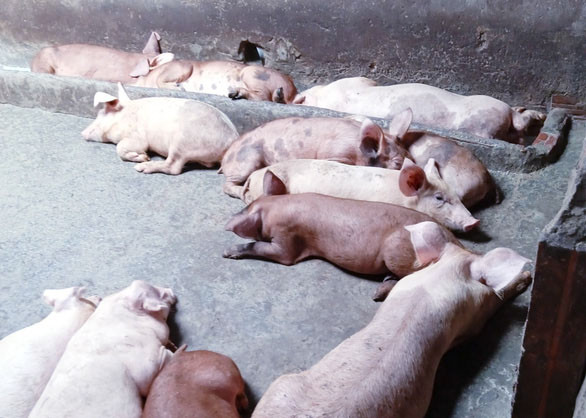Dịch tả lợn châu Phi đang bùng phát ở Kiên Giang